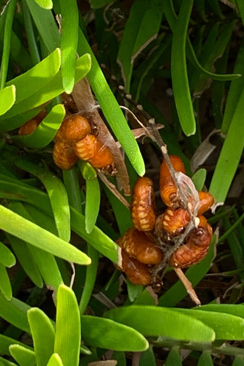 Atala chrysalids